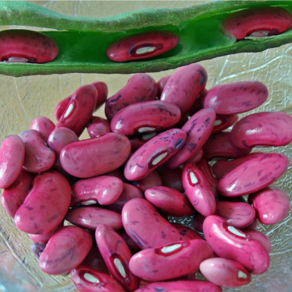 Fazuľa šarlátová Lady di - Phaseolus coccineus - predaj semien fazule - 10 ks