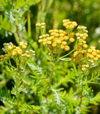 Vratič obyčajný - Tanacetum vulgare - predaj semien - 0,4 g