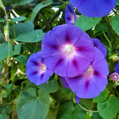 Povojník Scarlet O Hara - Ipomoea purpurea - predaj semien -  25 ks