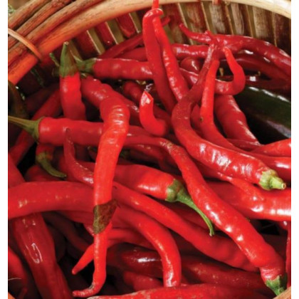 Chilli - Kajenské korenie Thick - Cayenne pepper - semená - 8 ks