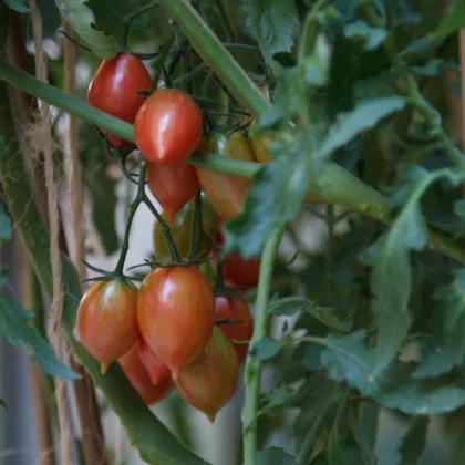 Paradajka Artisan Pink Tiger - Solanum lycopersicum - Predaj semien rajčiaka - 5 ks