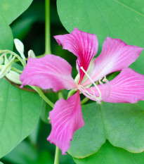 Orchideový strom - Bauhinia purpurea - semiačka - 4 ks