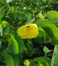 Bauhinia plstnatá - Bauhinia tomentosa - semiačka - 4 ks