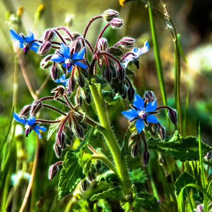 Borák lekársky modrý - Borago officinalis - semiačka - 20 ks