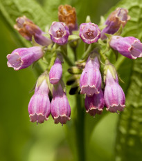 Kostihoj lekársky - Symphytum officinale - semiačka - 5 ks