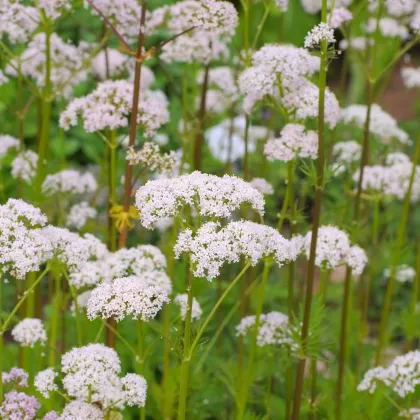 Kozlík lekársky - Valeriana officinalis - semiačka - 150 ks