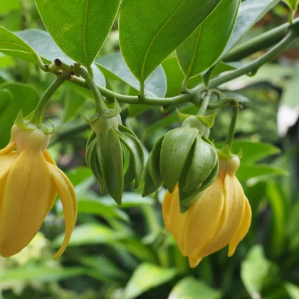 Kananga voňavá - Ylang Ylang - Cananga odorata - semiačka - 4 ks