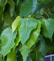 Fikus posvätný - Ficus religiosa -  semená - 5 ks