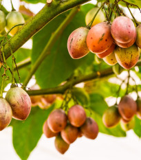 Paradajkový strom - Tamarillo - Cyphomandra betacea - 5 ks