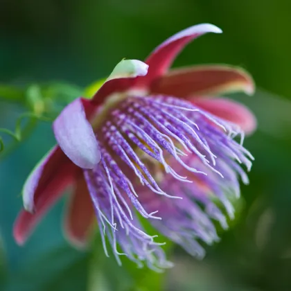 Mučenka maliformis - Passiflora maliformis - semiačka - 4 ks