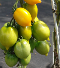 Paradajka Citrina kolíková - Solanum lycopersicum - Semená rajčiaka - 10 ks