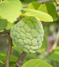 Anona šupinatá - Fľaškovník - Annona sqaumosa -  semiačka - 5 ks