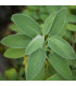 Šalvia lekárska - Salvia officinalis - predaj semien - 20 ks