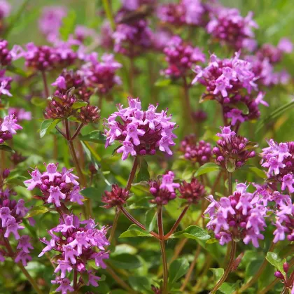 Materina dúška - Thymus serpyllum - semiačka - 500 ks