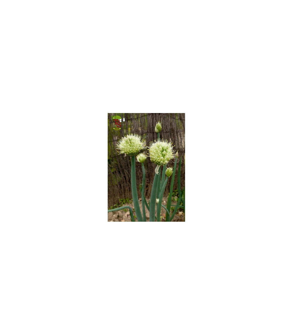 Cibuľa zimná - Allium fistulosum L. - semiačka - 1 g