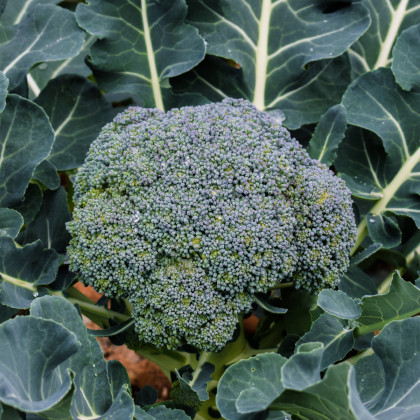 Brokolica Green Magic F1 - Brassica oleracea L. - predaj semien brokolice - 20 ks