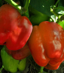 Paprika Granova - Capsicum annuum - Predaj semien - 50 ks