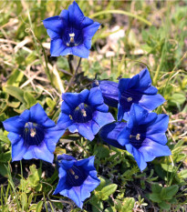 Horec bezbyľový - Gentiana acaulis - semiačka - 8 ks