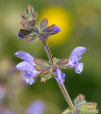 Šalvia železníkovitá - Salvia verbenaca - predaj semien - 50 ks