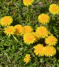 Púpava lekárska - Taraxacum ruderalia - semiačka - 400 ks