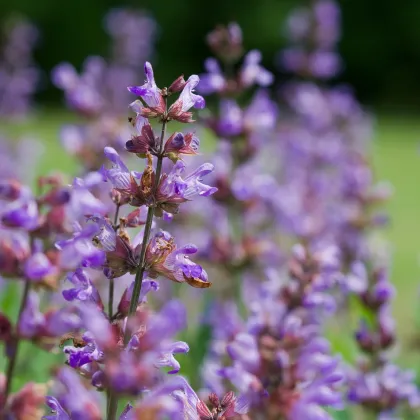 Bio šalvia lekárska - Salvia officinalis - predaj bio semien - 30 ks