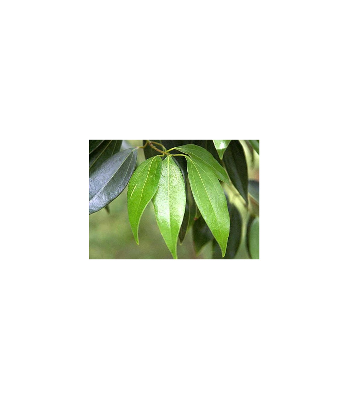 Gáfrovník lekársky - Škoricovník Gáfrovník - Cinnamomum camphora - semiačka - 6 ks