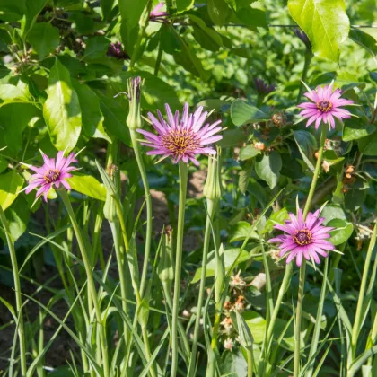 Kozobrada fialová - Tragopogon porrifolius - semiačka - 90 ks