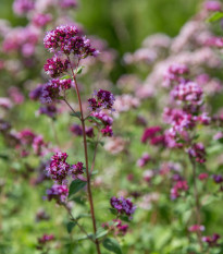 Pamajorán - Oregano - Origanum vulgare - semiačka - 1200 ks 