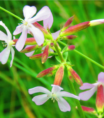 Mydlica lekárska - Saponaria officinalis - semiačka - 15 ks