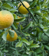 Citrónovníkovec trojlistý - Citrus trifoliata - semiačka - 4 ks