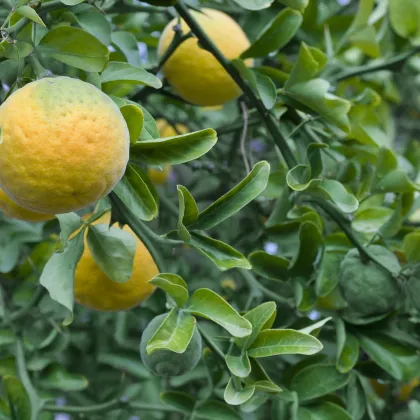 Citrónovníkovec trojlistý - Citrus trifoliata - semiačka - 4 ks