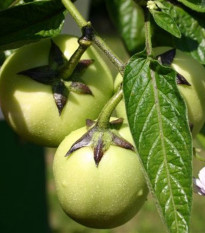 Pepíno - Solanum muricatum - semiačka - 5 ks