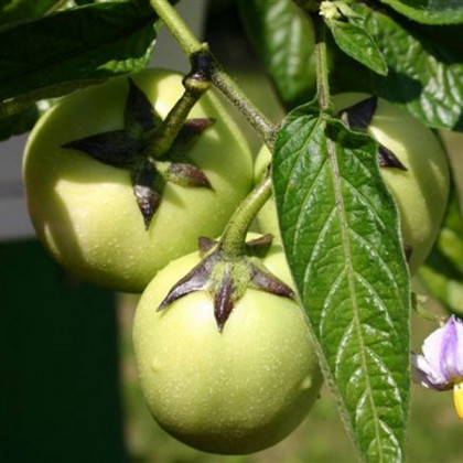 Pepíno - Solanum muricatum - semiačka - 5 ks