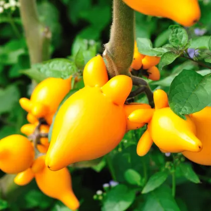 Solanum mammosum - Solanum mammosum - semiačka - 5 ks