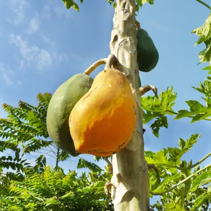 Papaya Sunrise - Carica Papaya - semiačka - 4 ks