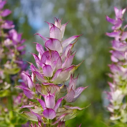 Šalvia muškátová - Salvia sclarea - predaj semien - 50 ks