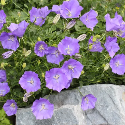 Zvonček karpatský modrý - Campanula carpatica - predaj semien - 400 ks