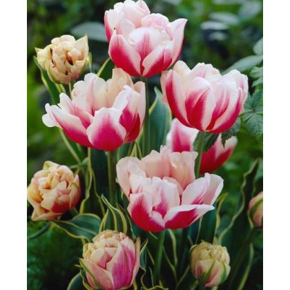 Tulipán Toplips - Cibuľoviny - 3 ks