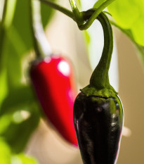 Chilli Čierne maďarské - Capsicum annuum - predaj semien - 6 ks