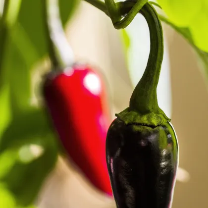 Chilli Čierne maďarské - Capsicum annuum - predaj semien - 6 ks