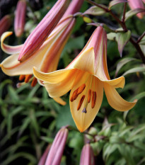 Ľalia African Queen - Lilium - predaj cibuľovín - 1 ks