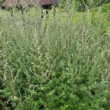 Palina obyčajná - Artemisia vulgaris -semiačka - 0,01 g