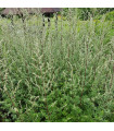 Palina obyčajná - Artemisia vulgaris -semiačka - 0,01 g