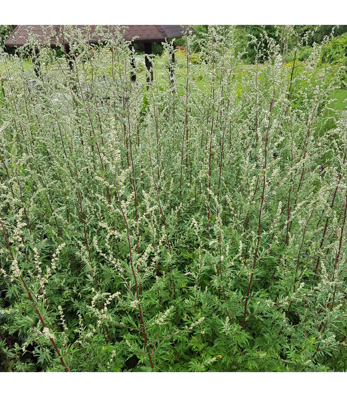 Palina obyčajná - Artemisia vulgaris -semiačka - 0,01 g