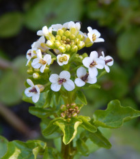 Potočnica lekárska - Nasturtium officinale - semiačka - 0,5 g