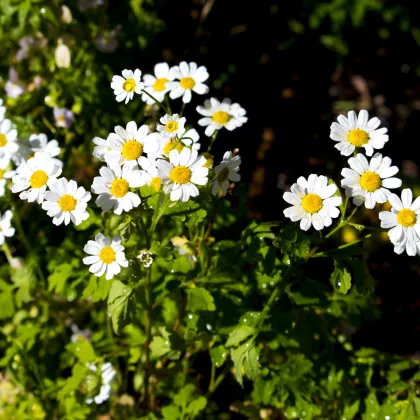 Rimbaba obyčajná - Chrysanthemum parthenium - semiačka - 15 ks