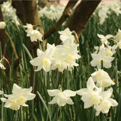 Narcis Thalia - Narcissus L. - predaj cibuľovín - 3 ks