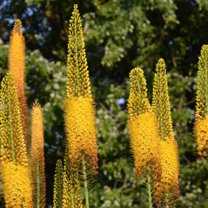 Fakľa úzkolistá Kleopatra - Eremurus - predaj cibuľovín - 1 ks