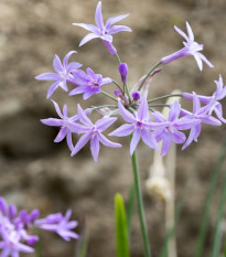 Cesnaková tráva - Tulbaghia violacea - semiačka - 5 ks