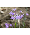 Cesnaková tráva - Tulbaghia violacea - semiačka - 5 ks